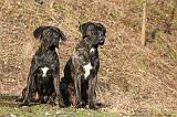 CANE CORSO 830